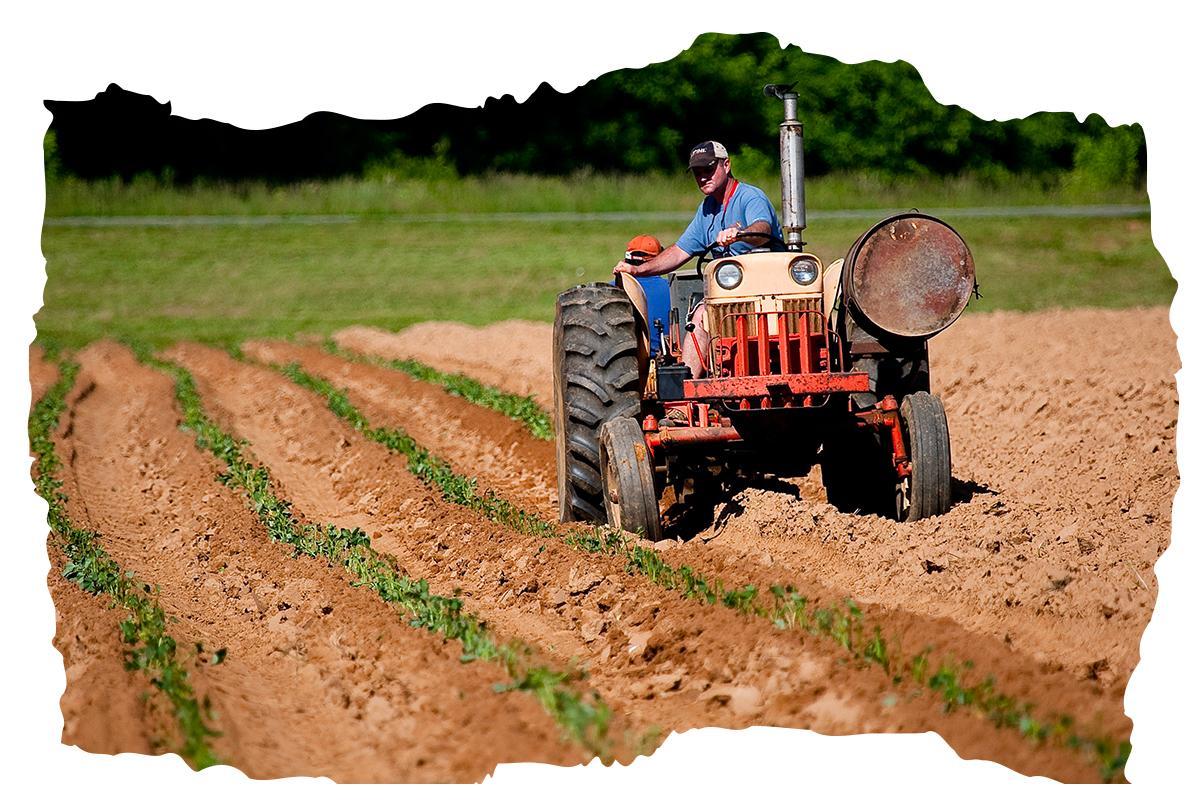 Agriculture locale